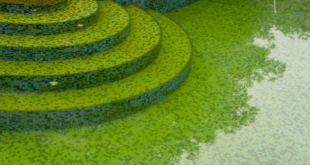 acqua verde in piscina