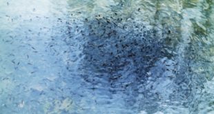 girini in piscina