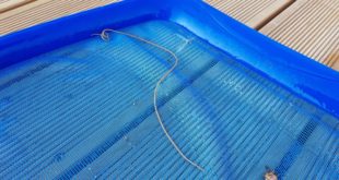 vermi in piscina