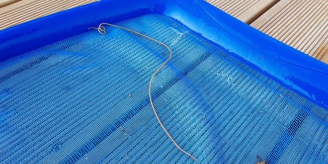 vermi in piscina