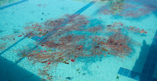 foglie sulla superficie dell'acqua